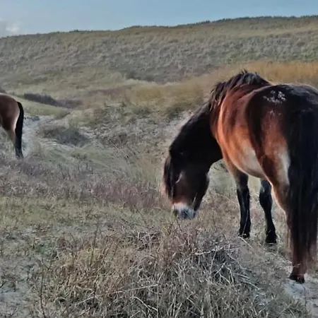 Apartmán Prinsenhof # Tweeentwintig